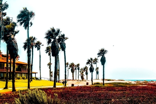 beach and palm tree at Oxnard Beach, California, USA Mural by Timmy333