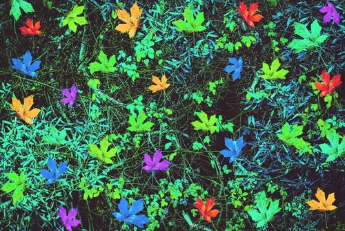 maple leaf in pink blue green yellow orange with green creepers plants background Mural by Timmy333