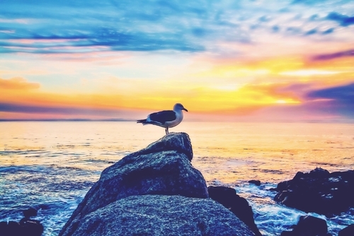 bird on the stone with ocean sunset sky background Mural by Timmy333